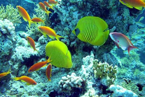 Hurghada: Full-Day Scuba Diving Tour with 2 Sites and Lunch