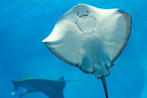 Sharm El Sheikh: Glass Bottom submarine Tour & Transfer