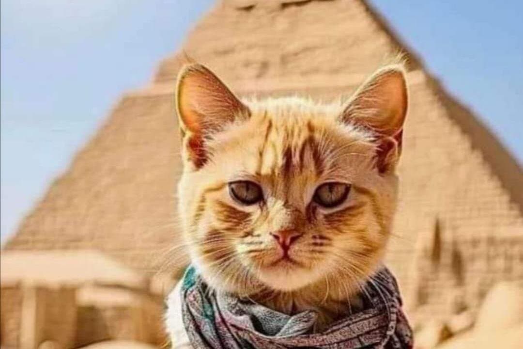 Private Tour Giza Pyramids, Sakkara, Memphis, Lunch & Camel Rides