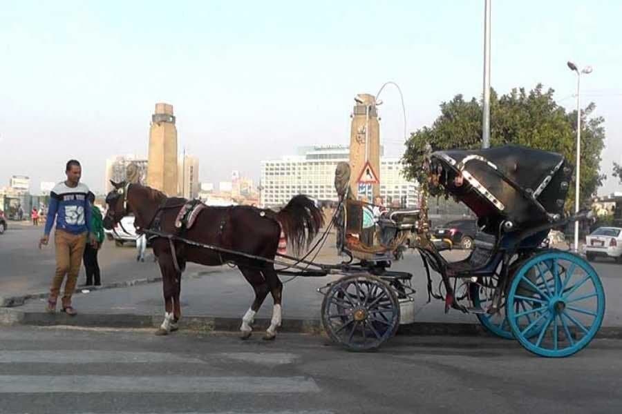 Free Walking Tours and Magical Carriage Rides in Cairo by Night
