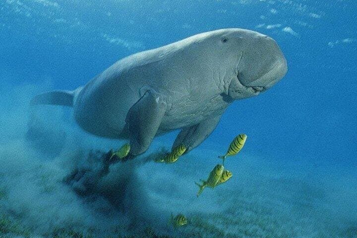 Marsa Mubarak Boat Trip with Dugongs and Turtles From Hurghada