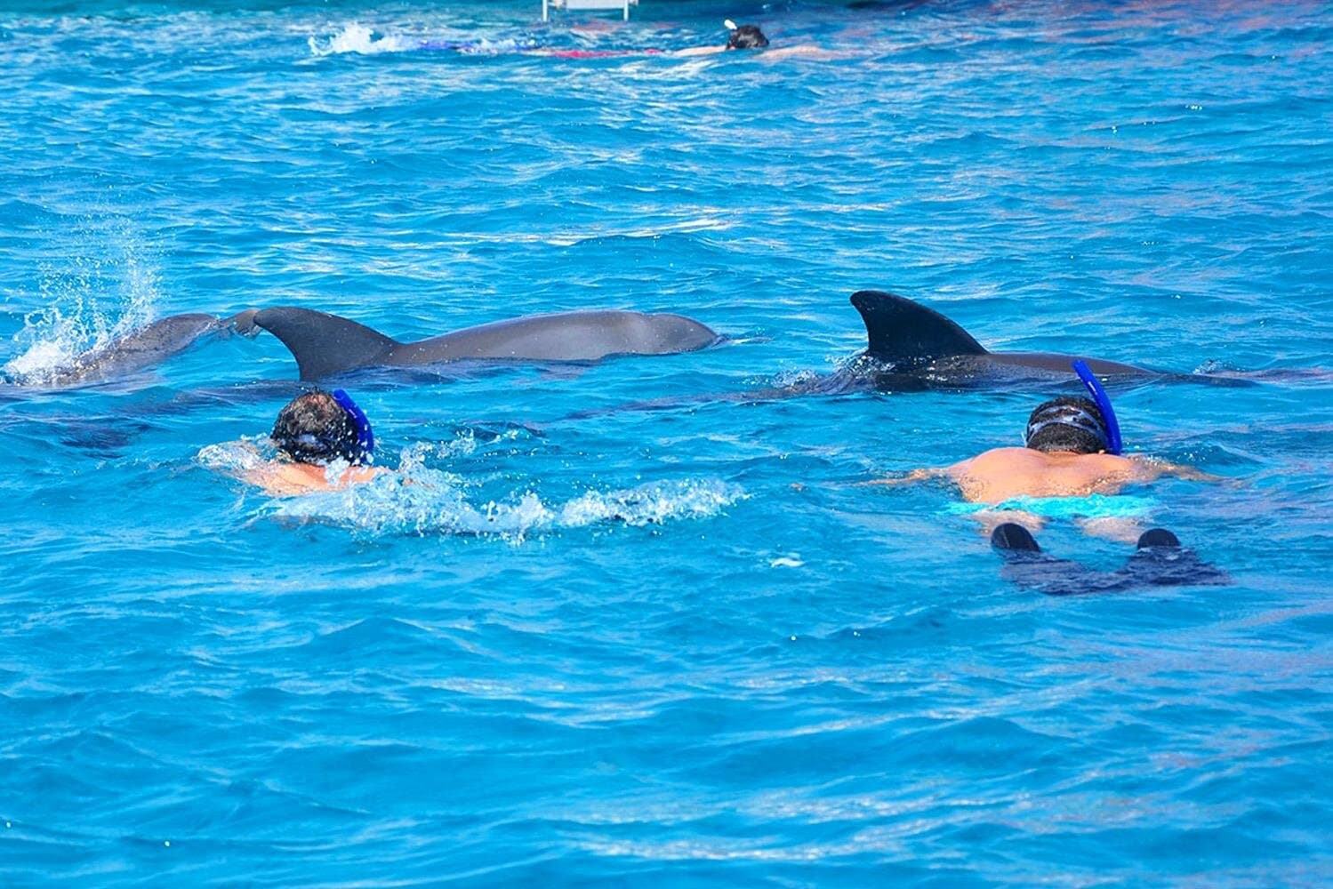Hurghada Dolphin House Snorkeling Trip with Lunch & Transfer