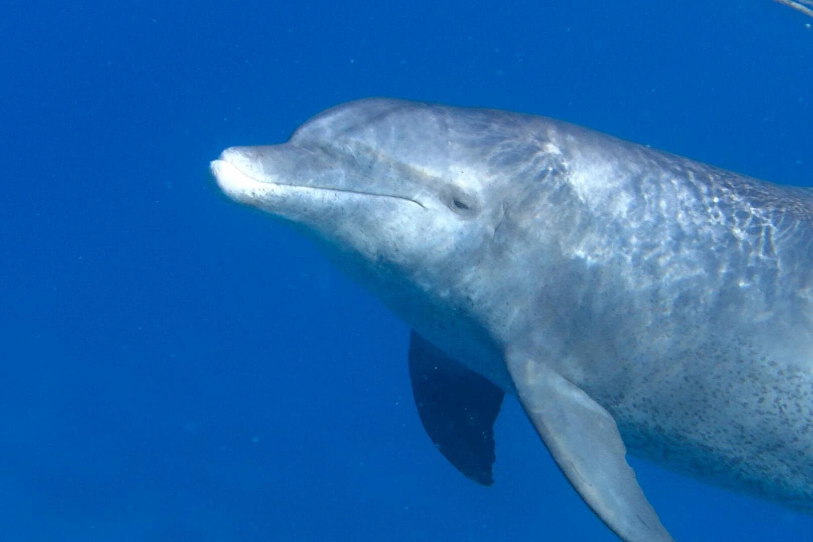 Experience the Dolphin House With Breakfast