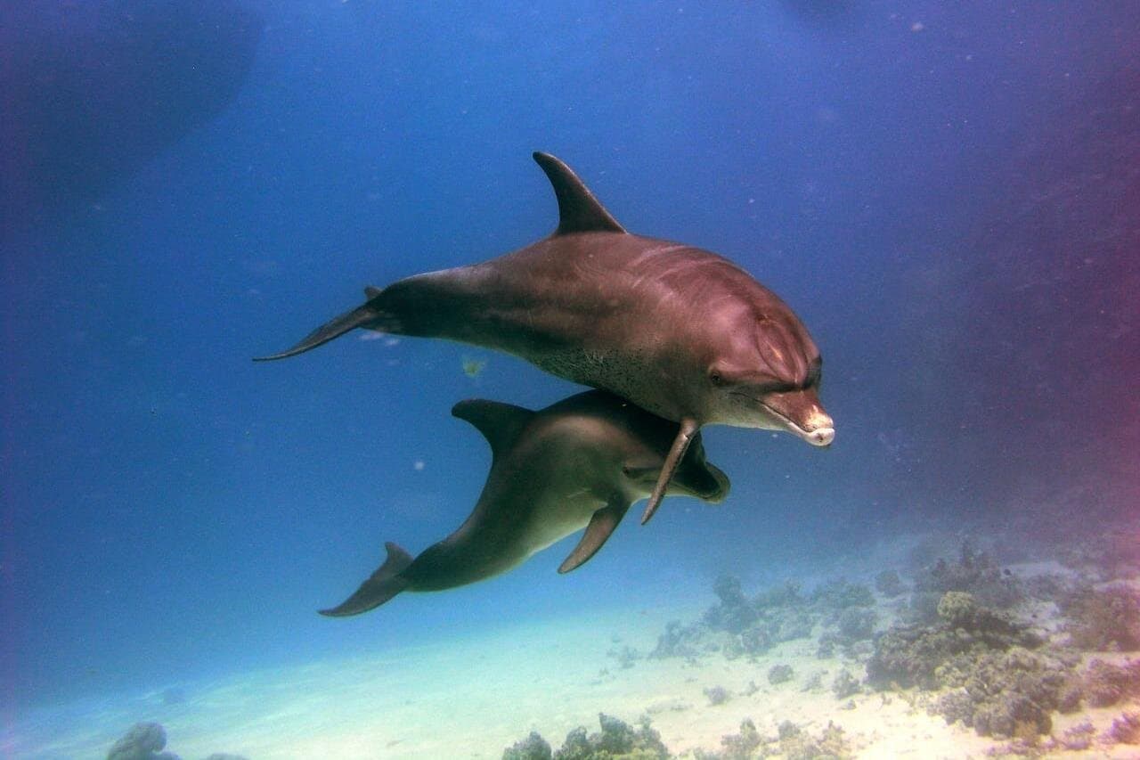 VIP Full Day Dolphin House Trip by Luxury Boat and Water Sports