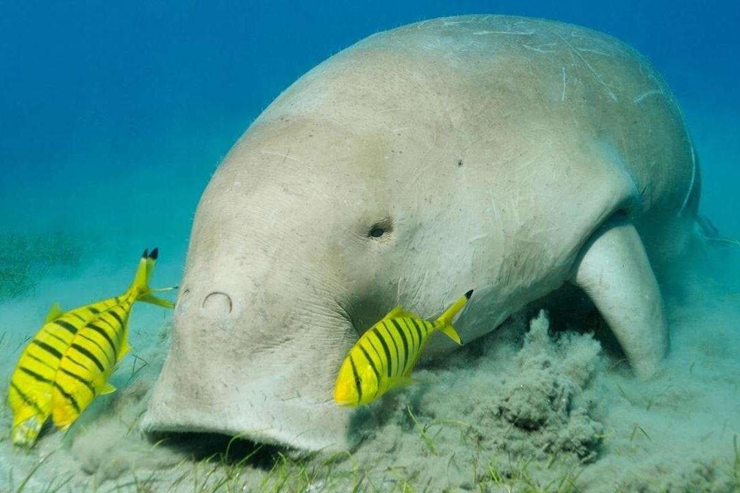 Abu Dabbab Dugong Bay Marsa Alam Tour