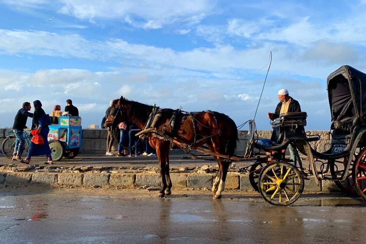 Alexandria By Night Private Free Walking Tours & Horse Carriage Ride