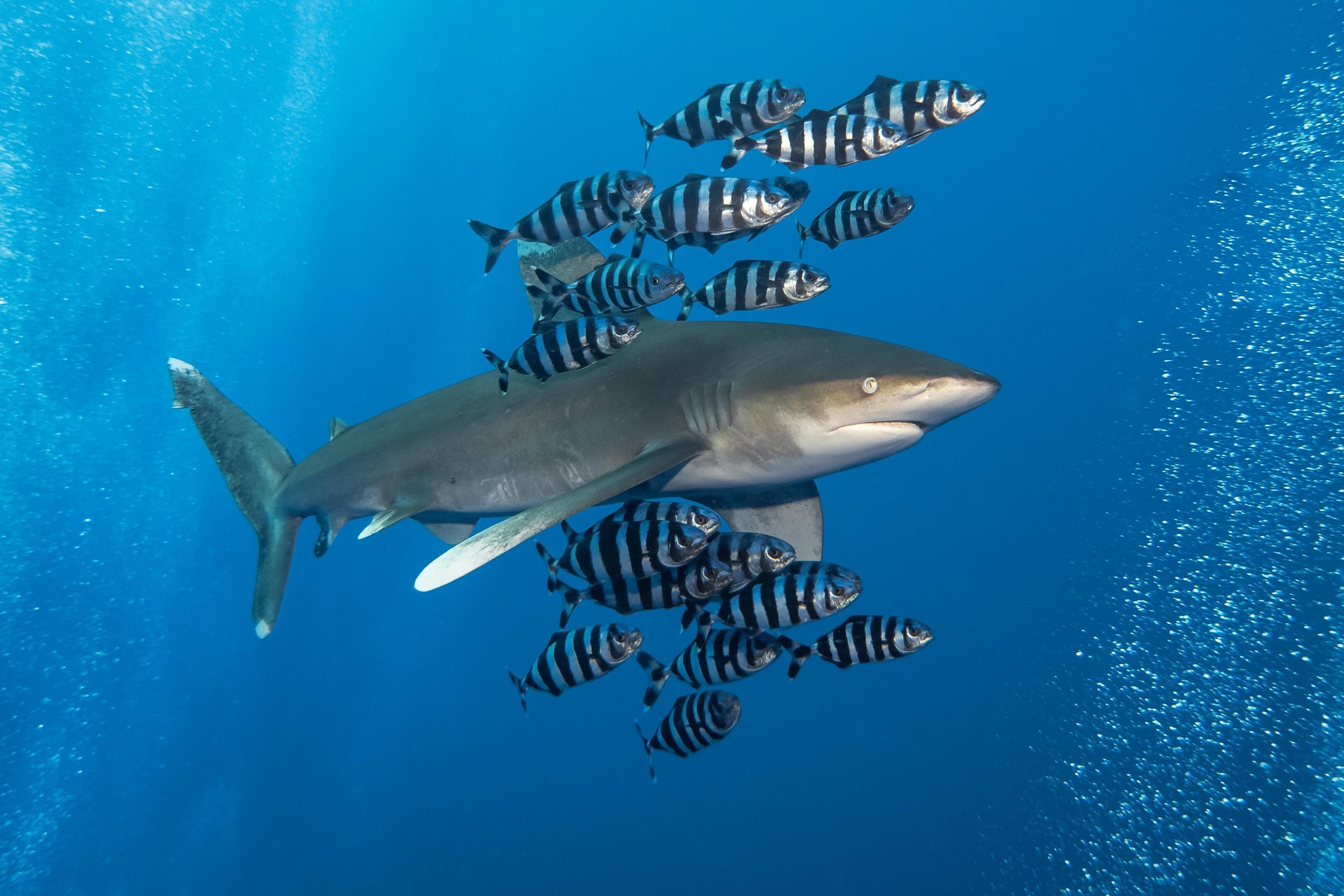 Elphinstone Reef — Marsa Alam Dive Day