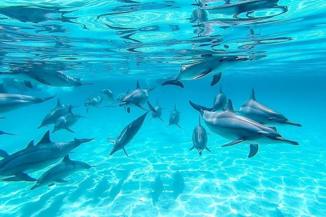 Hurghada: Dolphin House Satayeh Reef Snorkeling Red Sea Trip