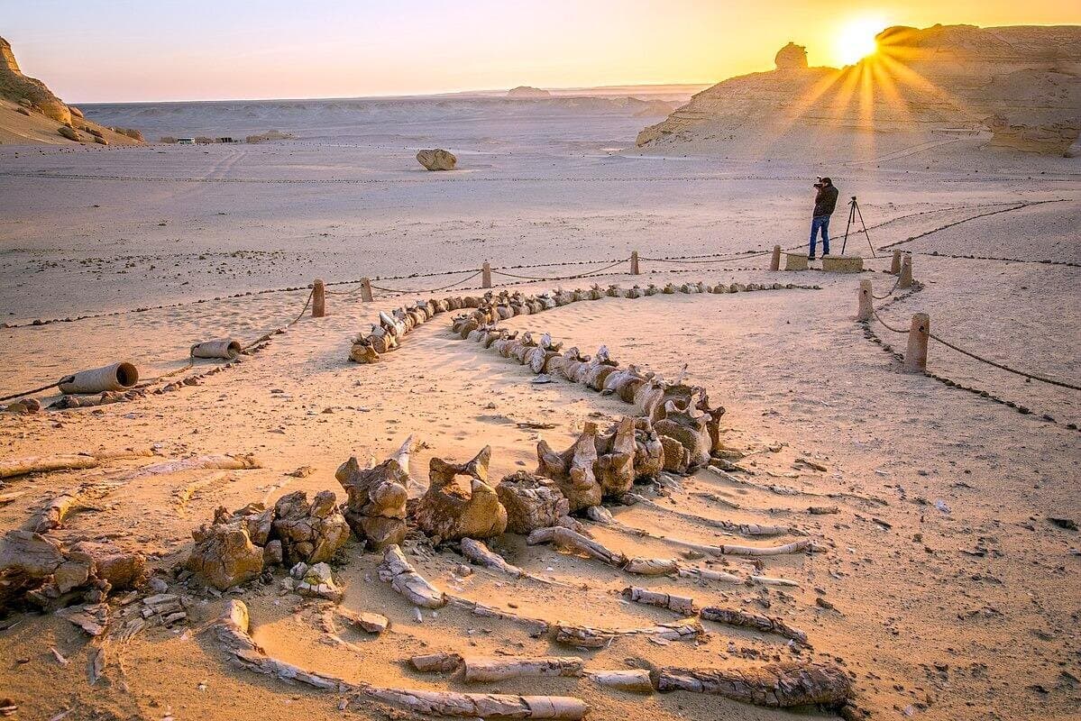 3 Days Private Trip to Wadi El Hitan and Fayoum Oasis from Cairo