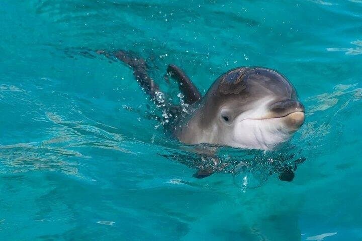 Full Day Dolphin House with Snorkeling and Lunch