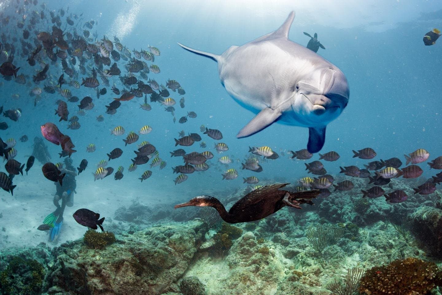 Hurghada – VIP Dolphin House Sea Trip with Snorkeling Experience