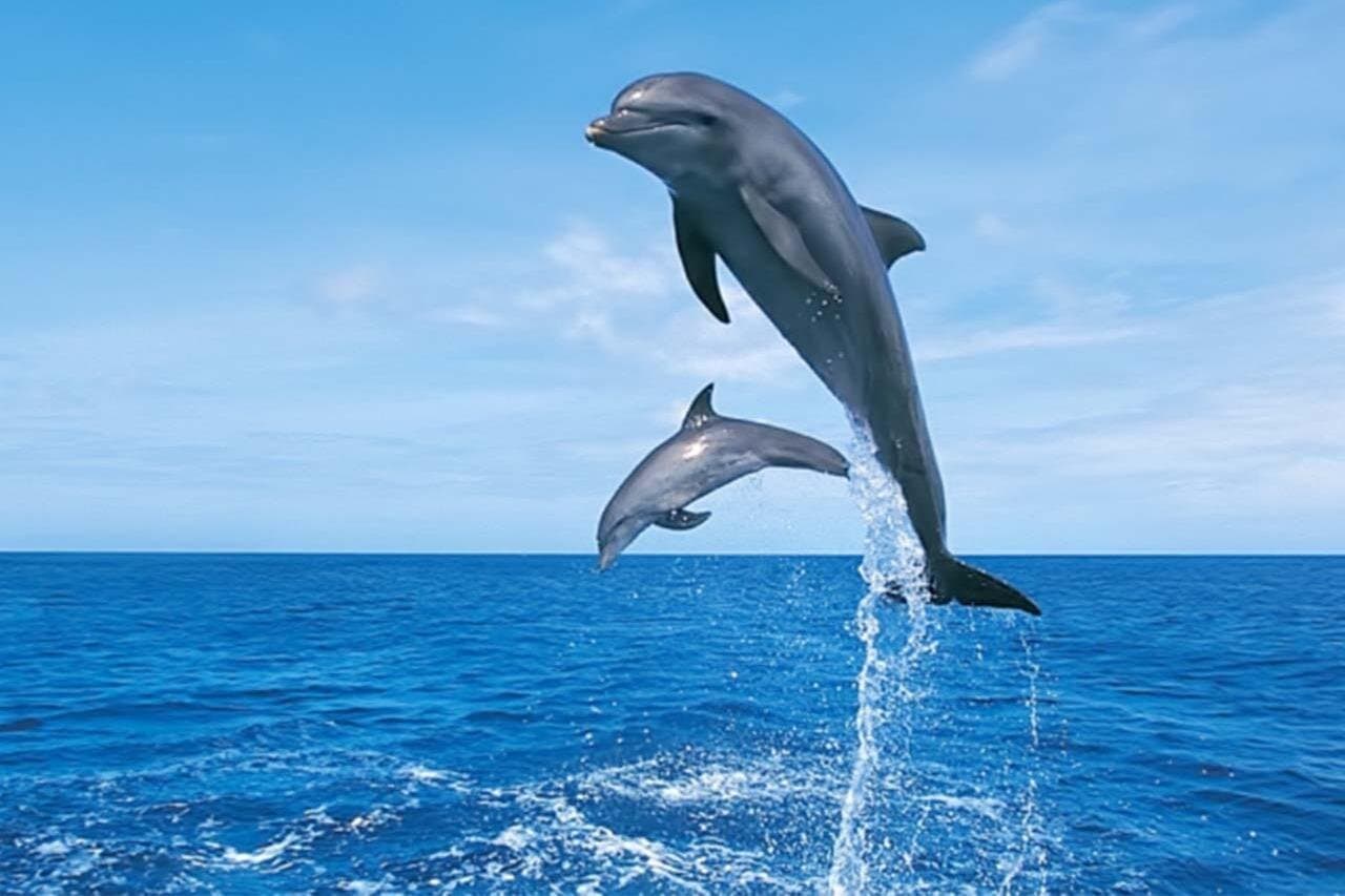 Hurghada Boat trip to Dolphin House and Snorkeling