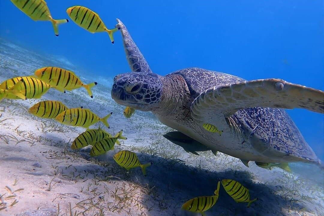 Marsa Mubarak Boat Trip with Turtles and Dugongs from Hurghada