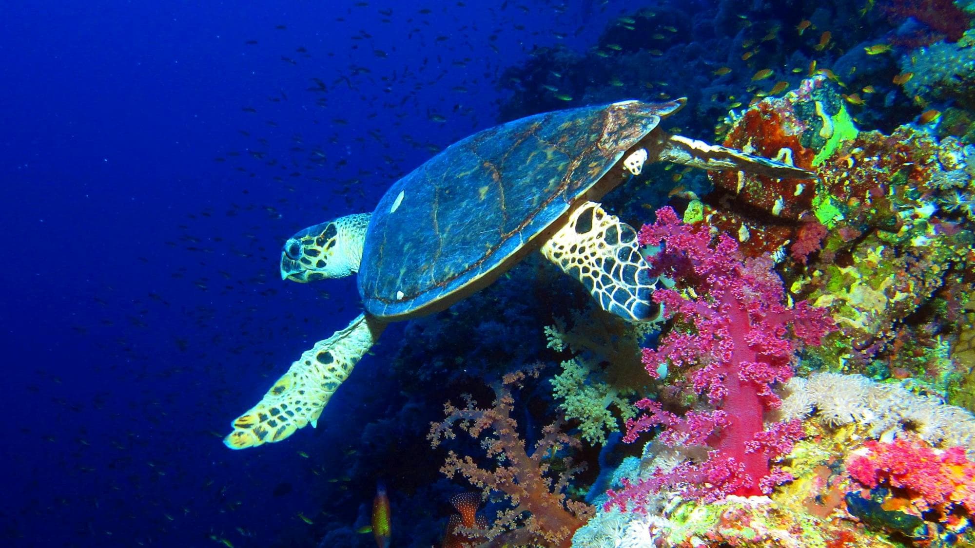 Hurghada Dolphin House snorkelling cruise with lunch