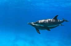 Swim with Dolphins in Hurghada