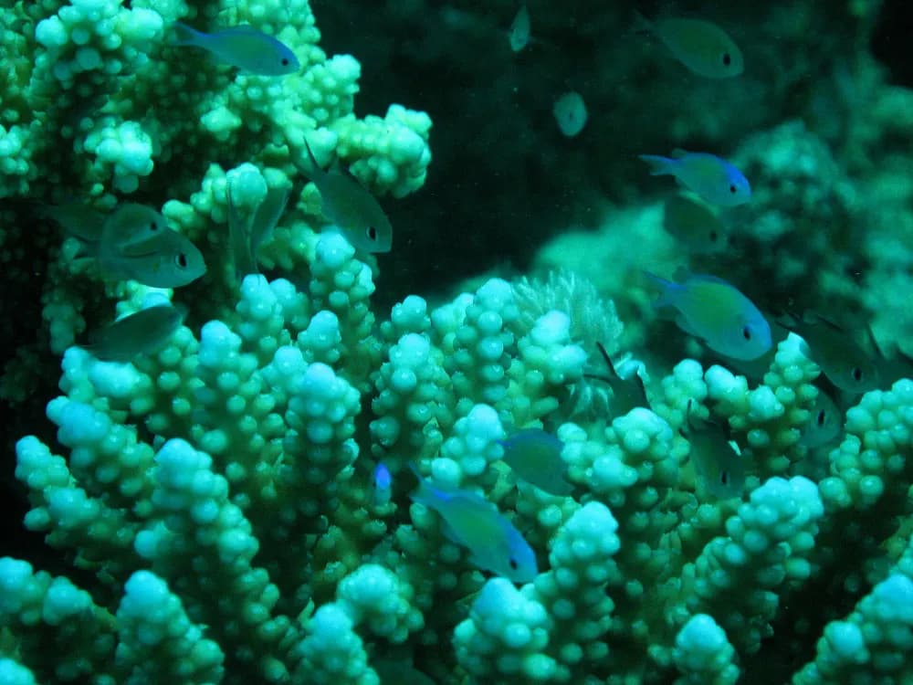 Luxury trip to Orange Bay Island, Snorkelling and Lunch