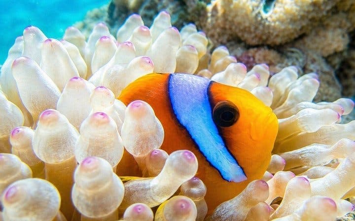 Snorkeling Day Trip To White Island By Boat In Sharm El Shei