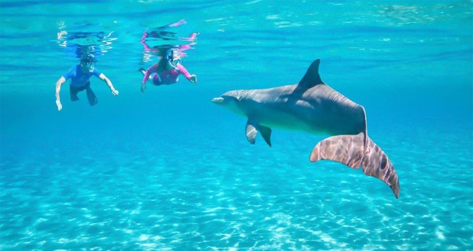 Hurghada: Dolphin watch Cruise with optional pickup