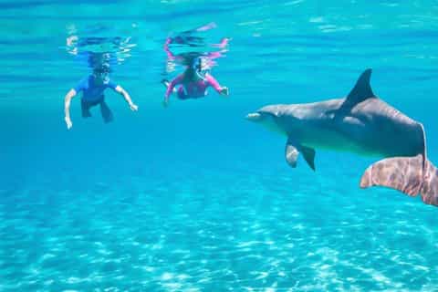Hurghada: Dolphin watch Cruise with optional pickup