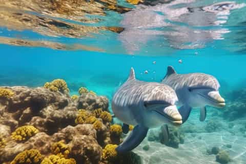 Hurghada: Speedboat, Dolphins, Snorkeling & 2 Islands