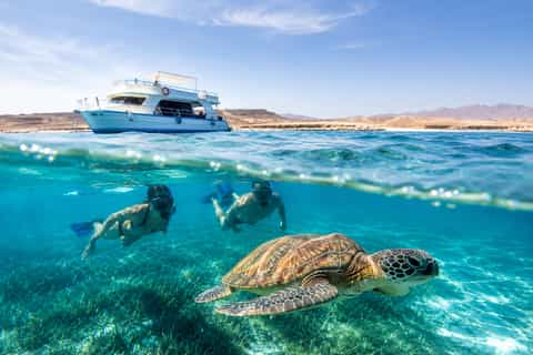 Marsa Alam: Marsa Mubarak Snorkel with Lunch & Transfer