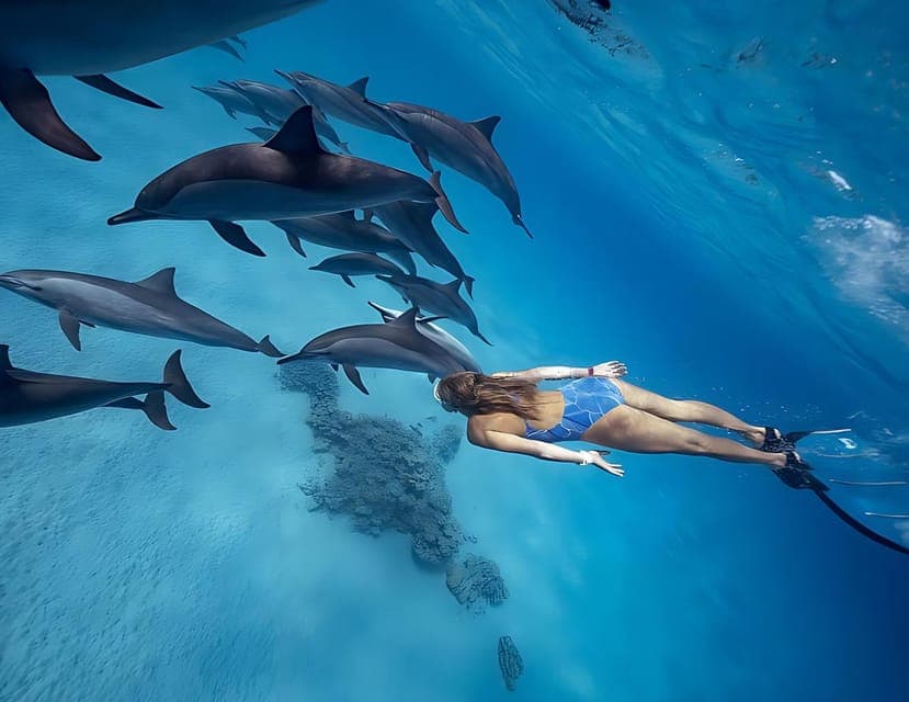 Marsa Alam: Dolphin House Adventure at Shaab Samadai Reef