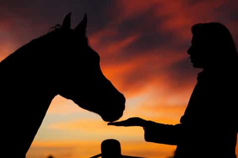 Hurghada: Sea & Desert Horse Tour, Stargazing, Dinner & Show
