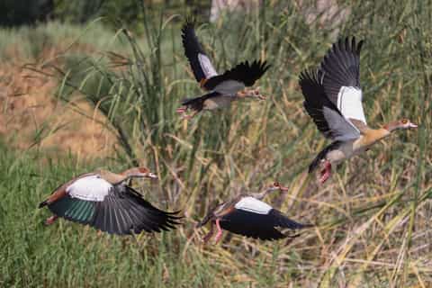 Cairo: Sunrise birdwatching tours