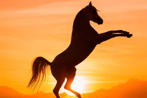 Hurghada: Sunset Sea, Desert Horse W Opt, Dinner, Stargazing