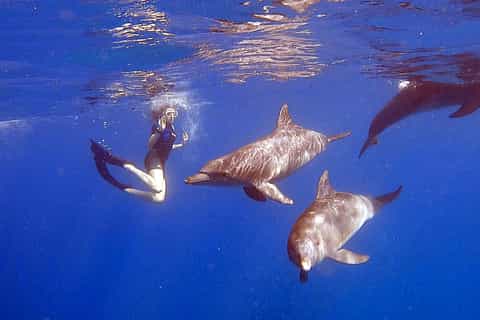Hurghada: Dolphin Experience, Snorkel & Try Dive Trip
