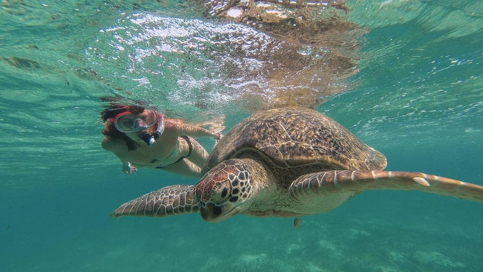 Hurghada: Turtle Bay Speedboat Tour with Snorkeling