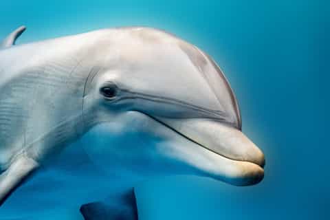 From Hurghada: Hula Hula Island Speedboat Tour with Dolphins