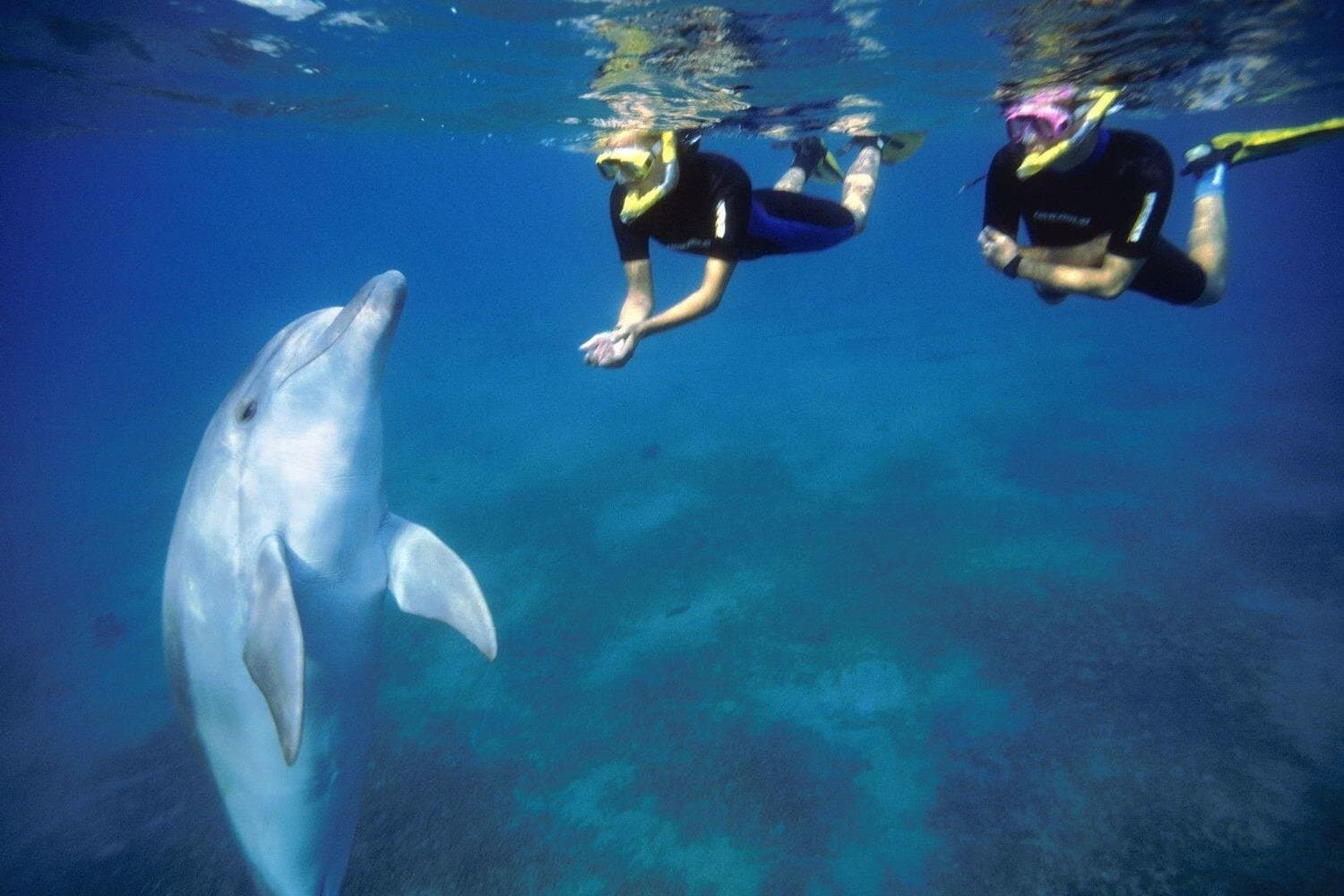 Full Day Snorkeling and Dolphin Watching in Hurghada