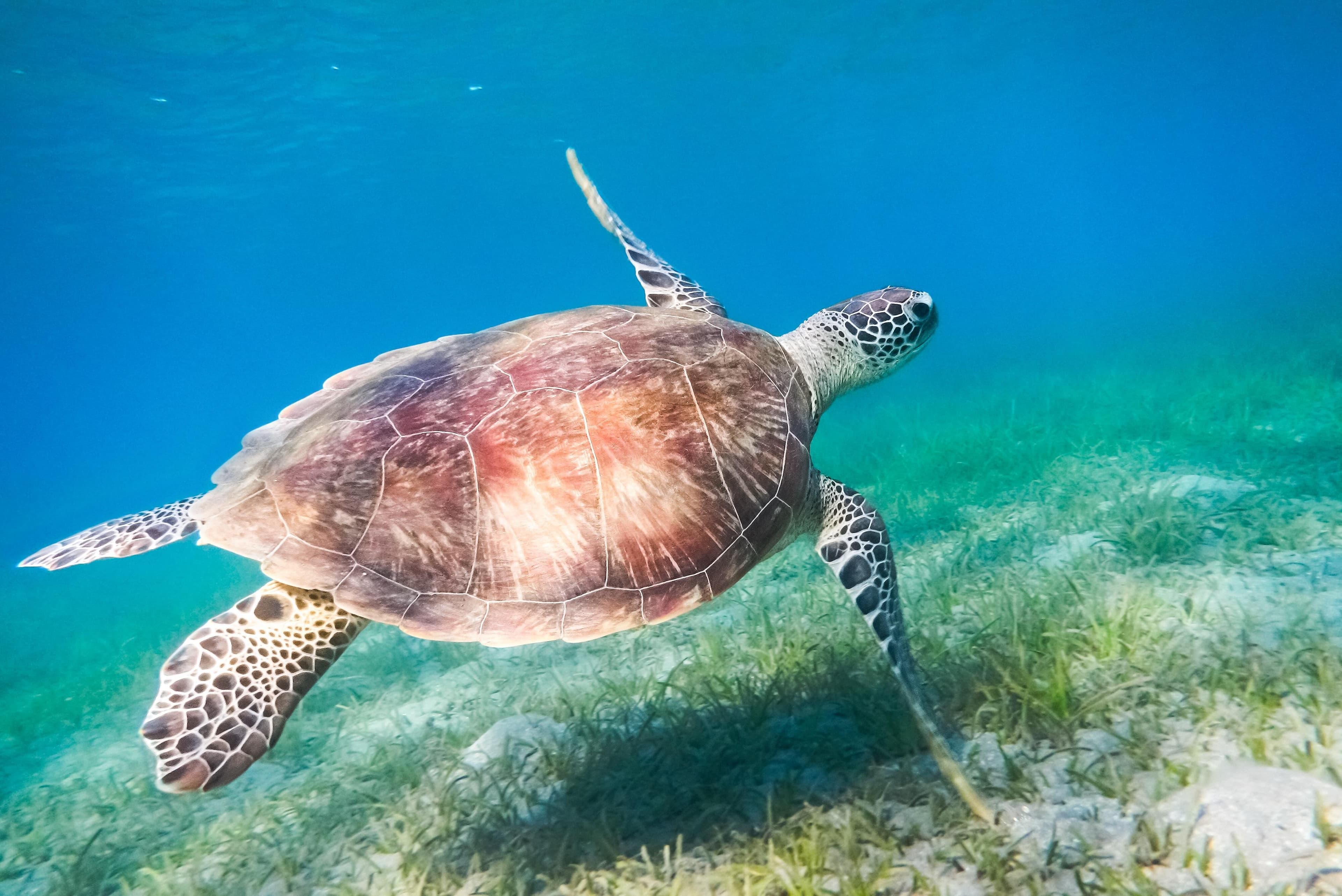 Hurghada: Red Sea Fun Cruise with Snorkeling