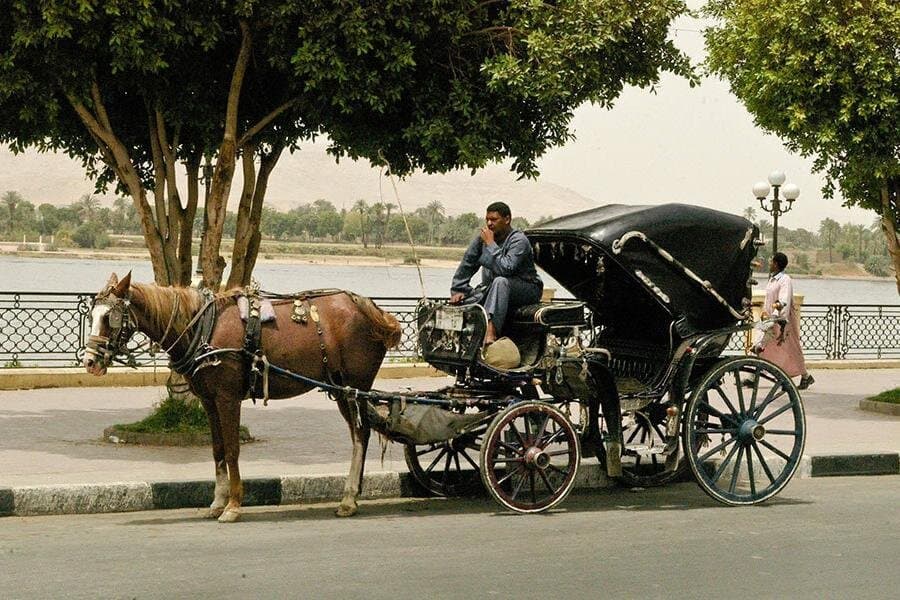 Luxor City Tour By Horse Carriage in Egypt
