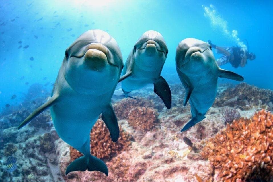 From Hurghada Full Day Dolphin House Trip With Lunch